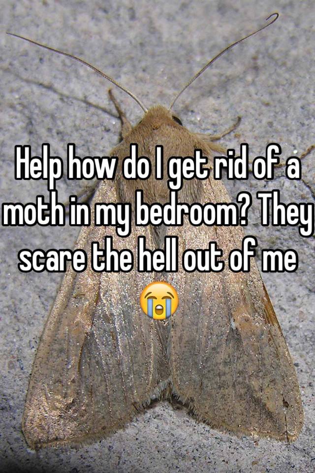Help How Do I Get Rid Of A Moth In My Bedroom They Scare