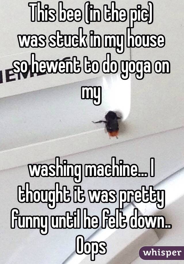 This bee (in the pic)
was stuck in my house
so hewent to do yoga on my


 washing machine... I thought it was pretty funny until he felt down.. Oops