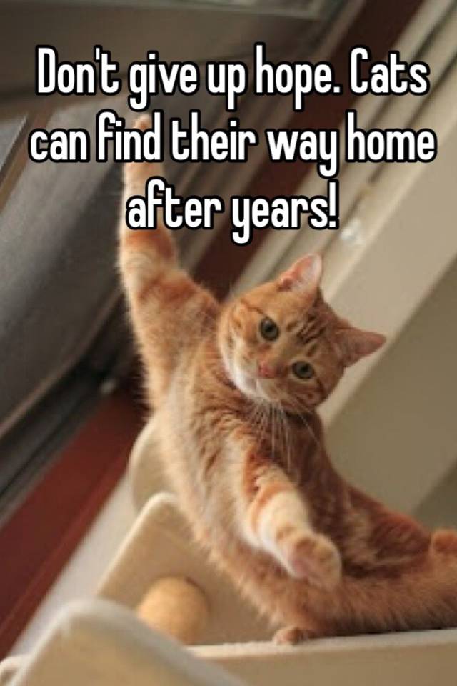 Don't give up hope. Cats can find their way home after years!