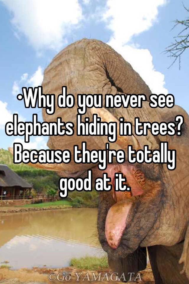 Hiding elephants in why do never trees see you Why don't