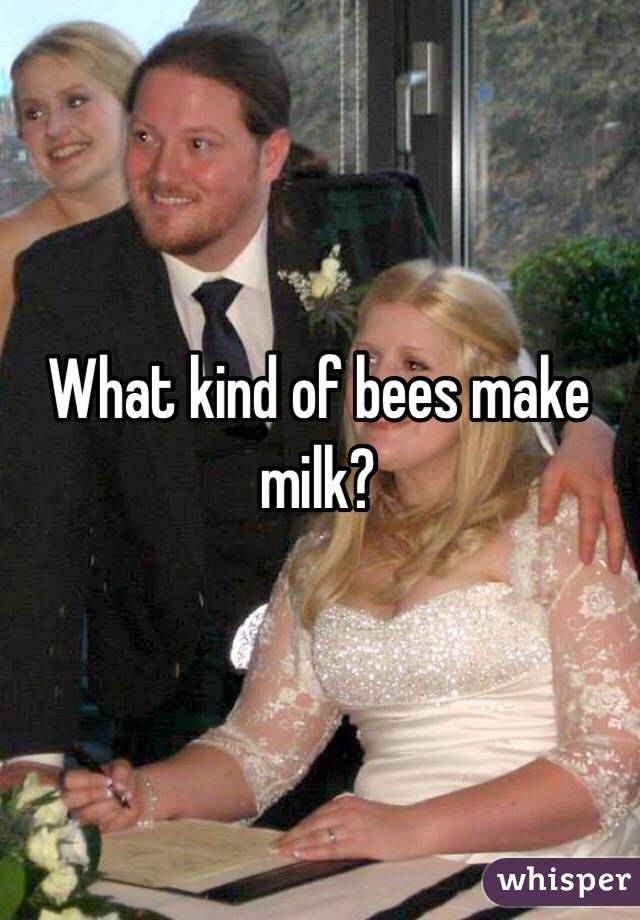 What Kind Of Bees Make Milk - Meme Pict