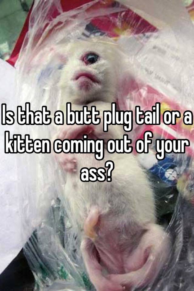Kitten butt plug