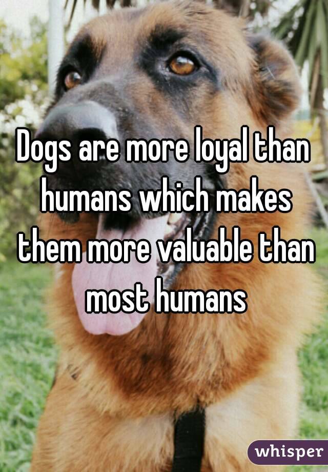 are-dogs-loyal-to-only-one-person