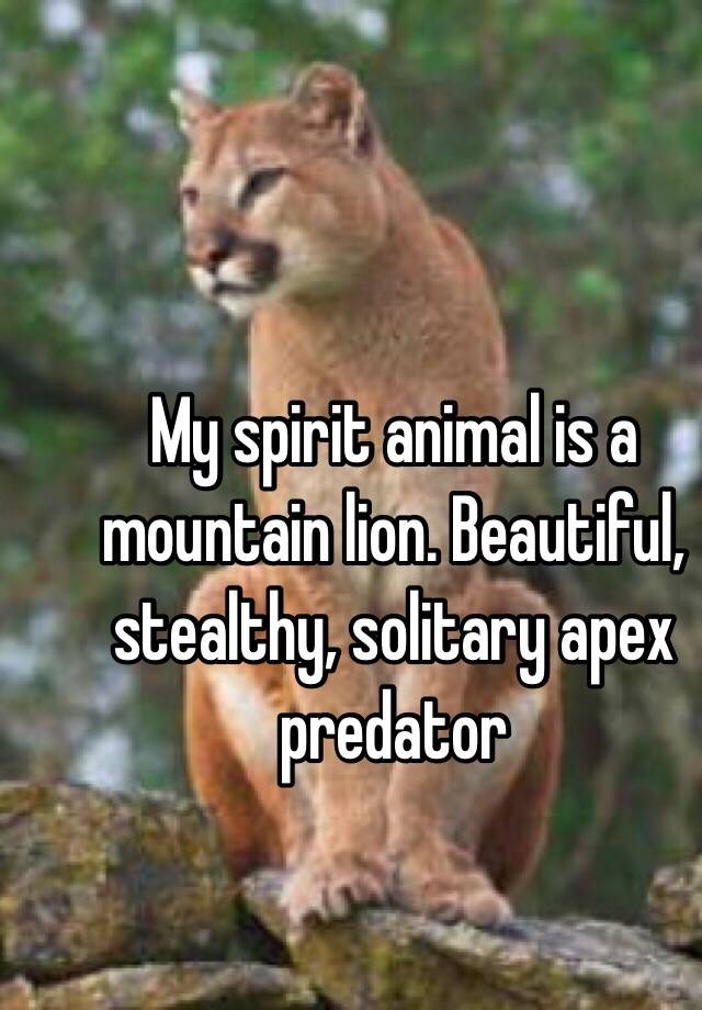 My spirit animal is a mountain lion. Beautiful, stealthy, solitary apex