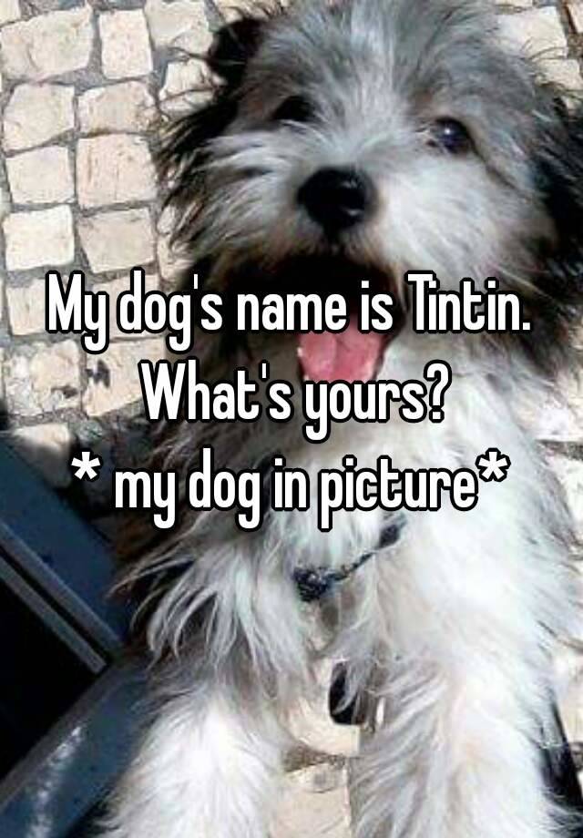 dogs name in tintin