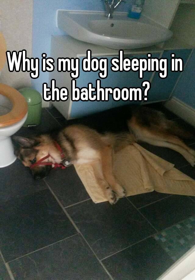 Why Does My Dog Sleep In The Bathroom