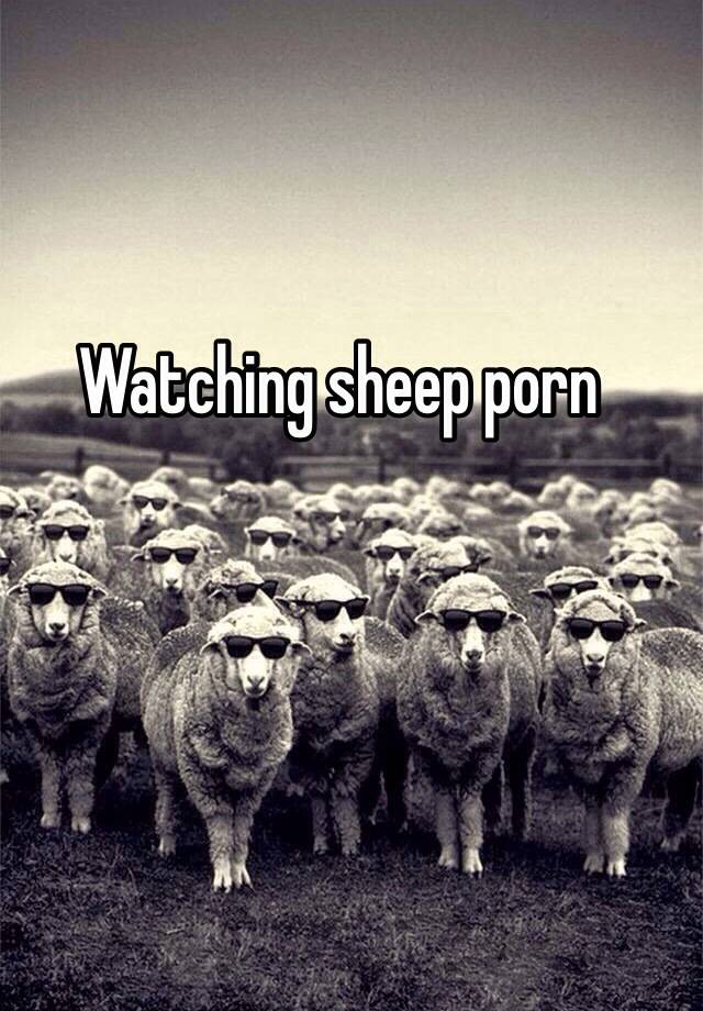 Sheep Porn - Watching sheep porn