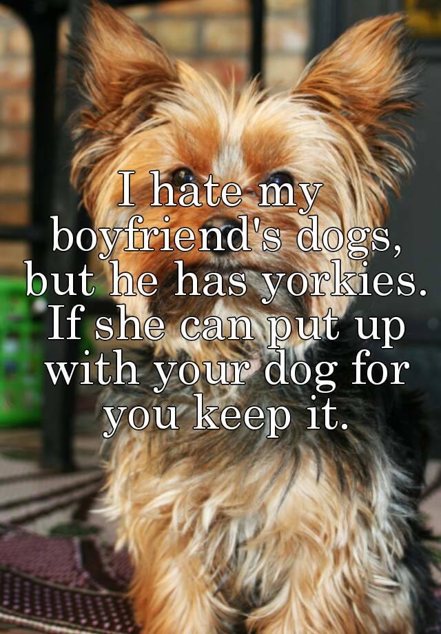 i hate yorkshire terriers