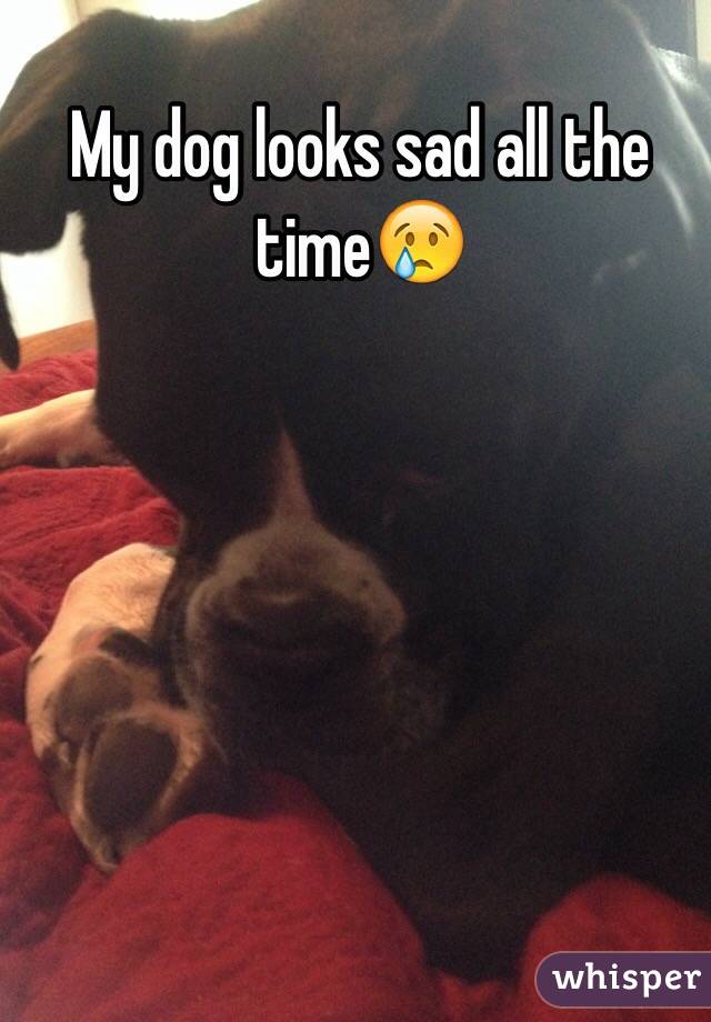 my dog looks sad