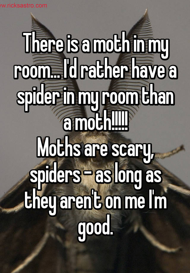 There Is A Moth In My Room I D Rather Have A Spider In My