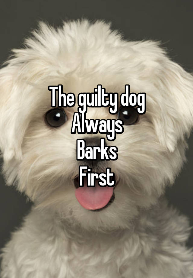 The guilty dog Always Barks First