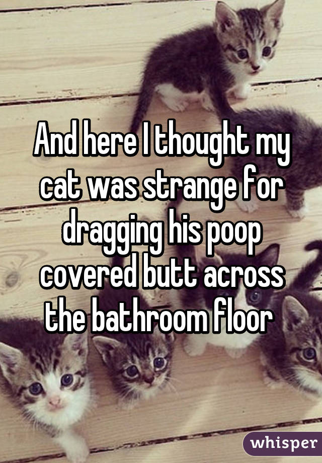 And Here I Thought My Cat Was Strange For Dragging His Poop