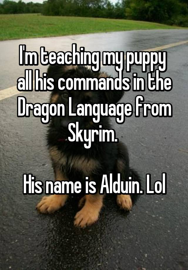 I M Teaching My Puppy All His Commands In The Dragon Language From Skyrim His Name Is Alduin Lol