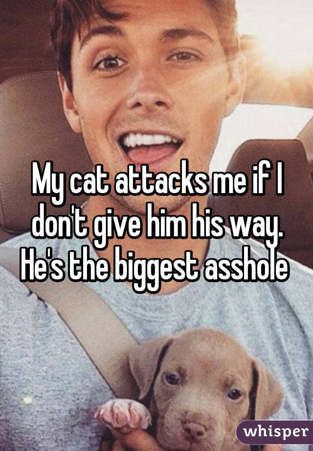My cat attacks me if I don't give him his way. He's the biggest asshole 