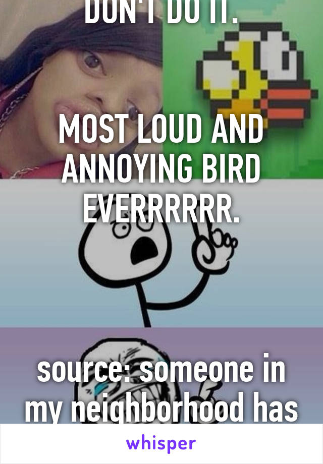 DON'T DO IT.


MOST LOUD AND ANNOYING BIRD EVERRRRRR.



source: someone in my neighborhood has one. 