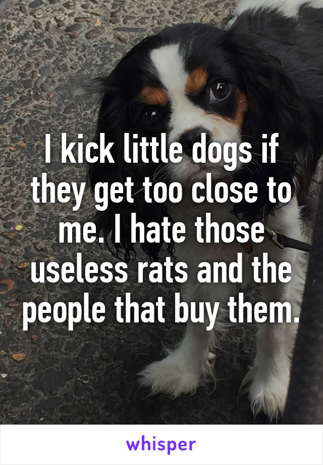 i hate little dogs