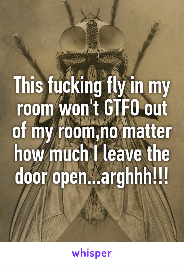 This Fucking Fly In My Room Won T Gtfo Out Of My Room No