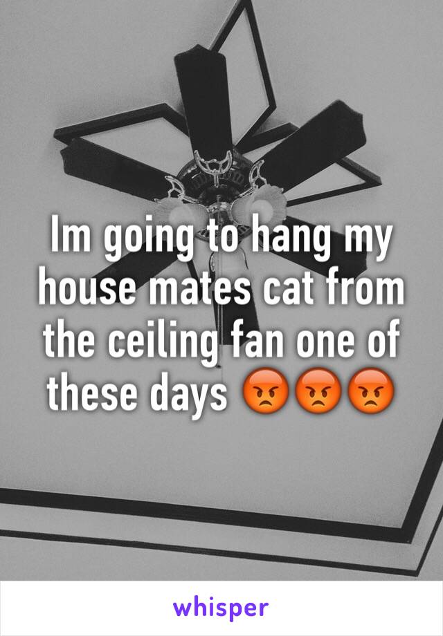 Im going to hang my house mates cat from the ceiling fan one of these days 😡😡😡