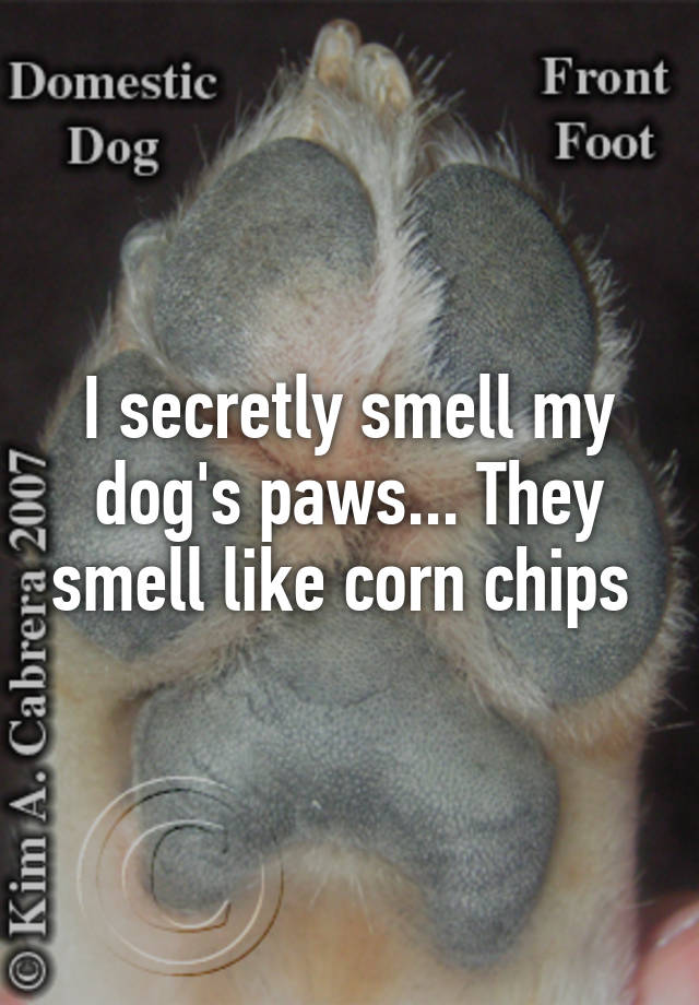 I secretly smell my dog's paws... They smell like corn chips