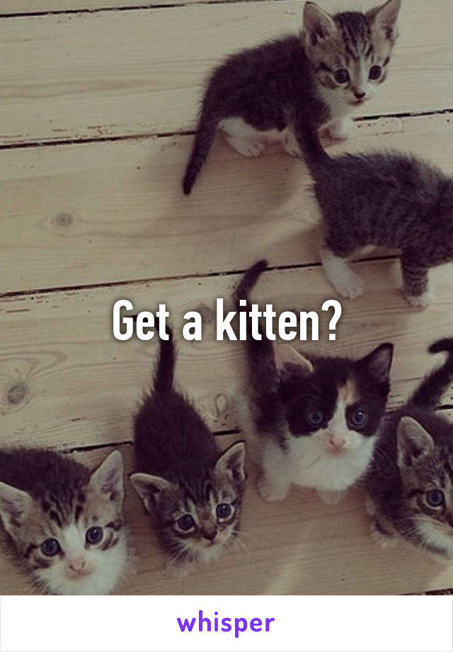 Get a kitten?