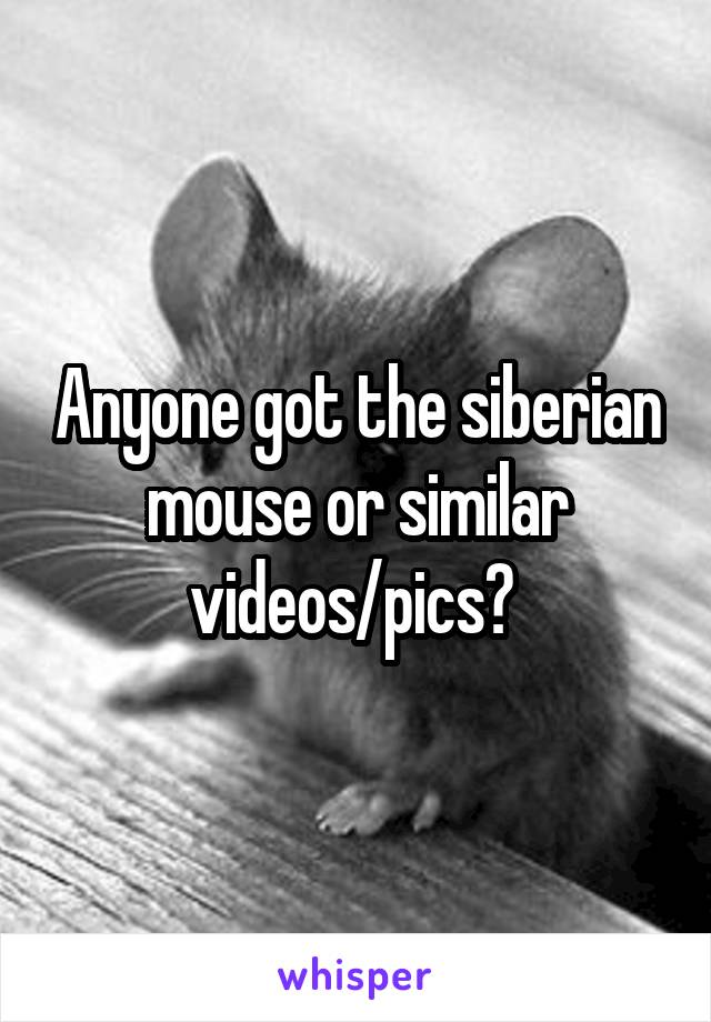 siberian mouse m 45 29