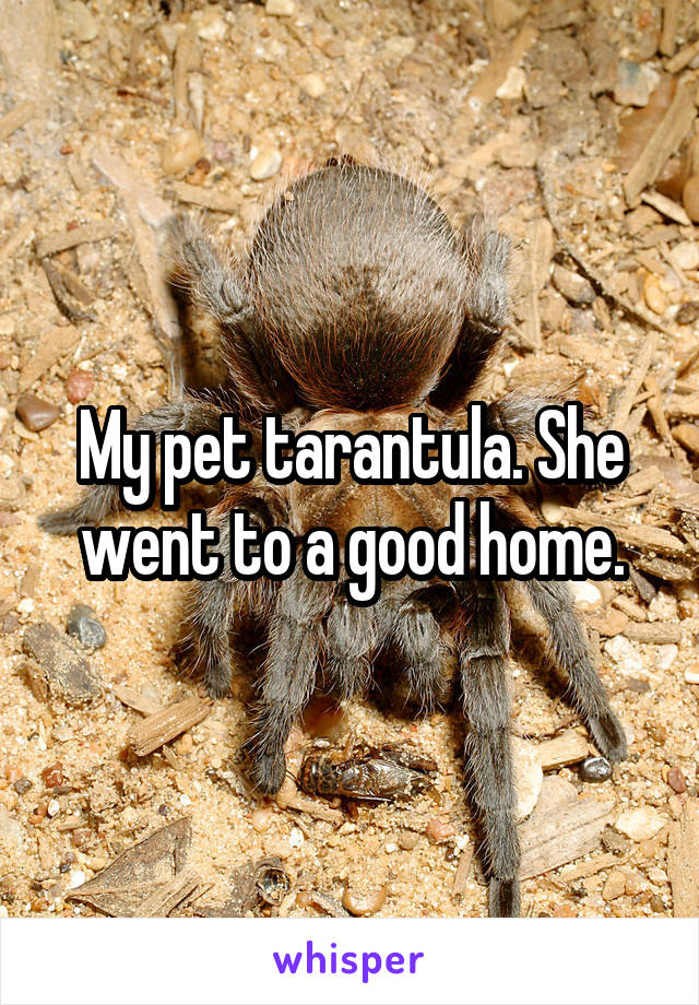 My pet tarantula. She went to a good home.