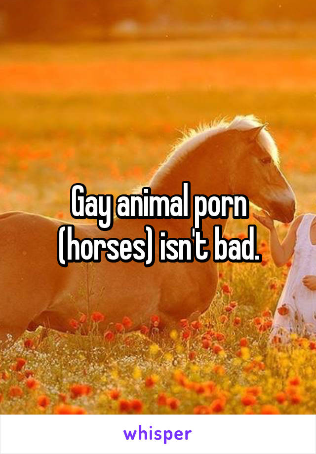 Gay Animal Porn - Gay animal porn (horses) isn't bad.