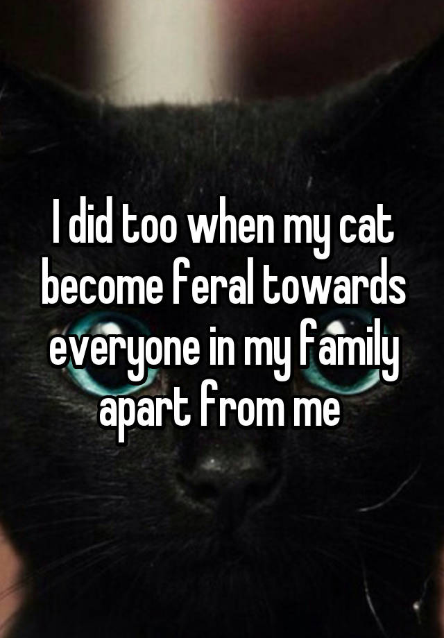 i-did-too-when-my-cat-become-feral-towards-everyone-in-my-family-apart