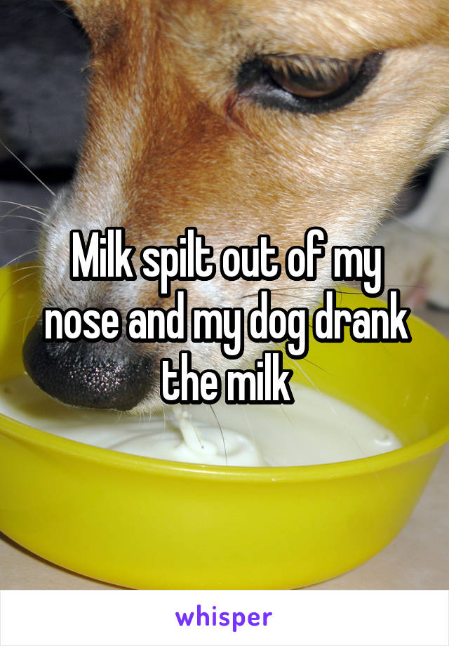 what do i do if my dog drank milk