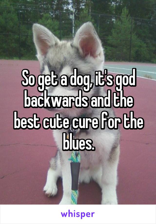 So Get A Dog It S God Backwards And The Best Cute Cure For The Blues