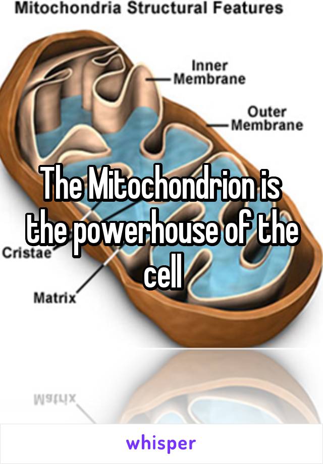 The Mitochondrion is  the powerhouse of the cell
