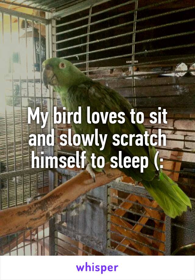 My bird loves to sit and slowly scratch himself to sleep (: