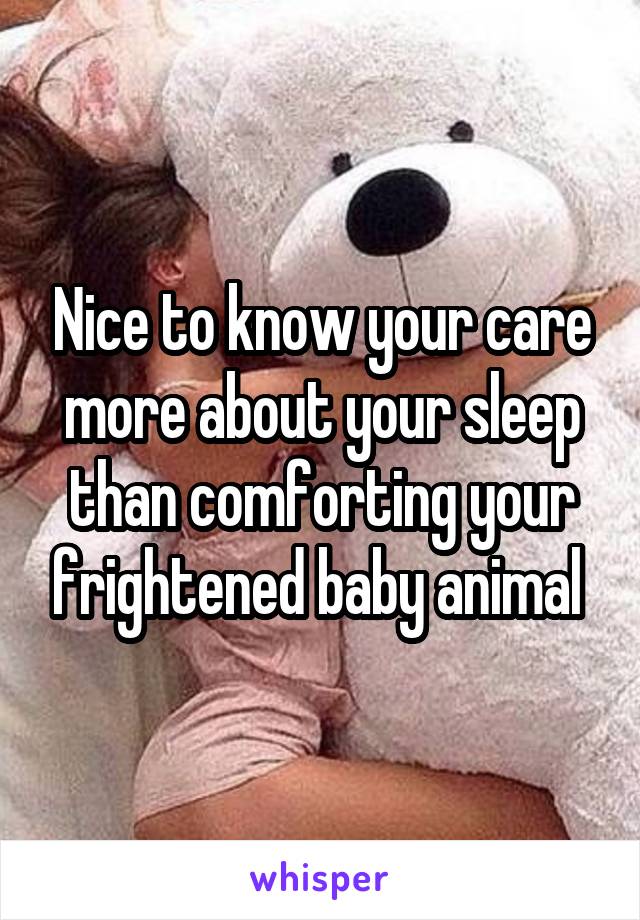 Nice to know your care more about your sleep than comforting your frightened baby animal 