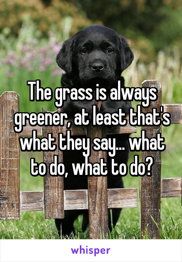 The grass is always greener, at least that's what they say... what to do, what to do?