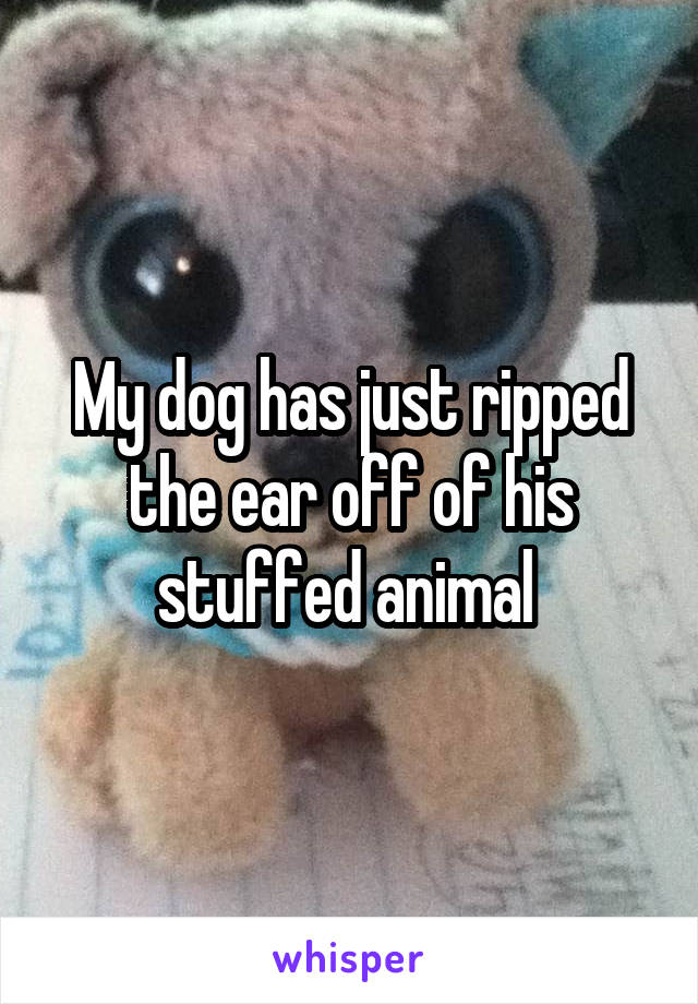 My dog has just ripped the ear off of his stuffed animal 