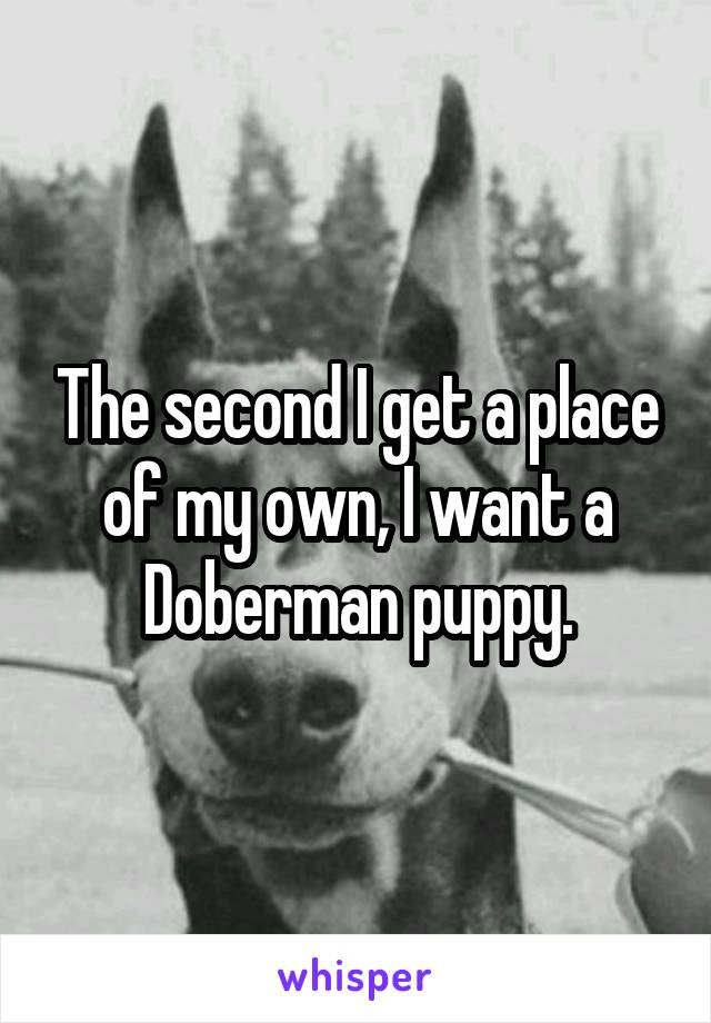 The second I get a place of my own, I want a Doberman puppy.