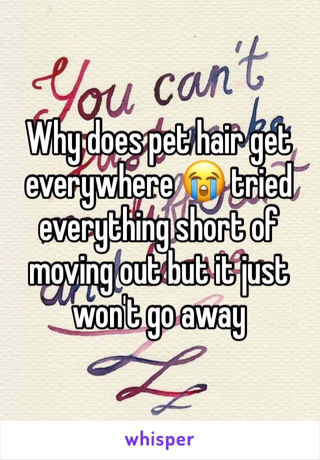 Why does pet hair get everywhere 😭 tried everything short of moving out but it just won't go away