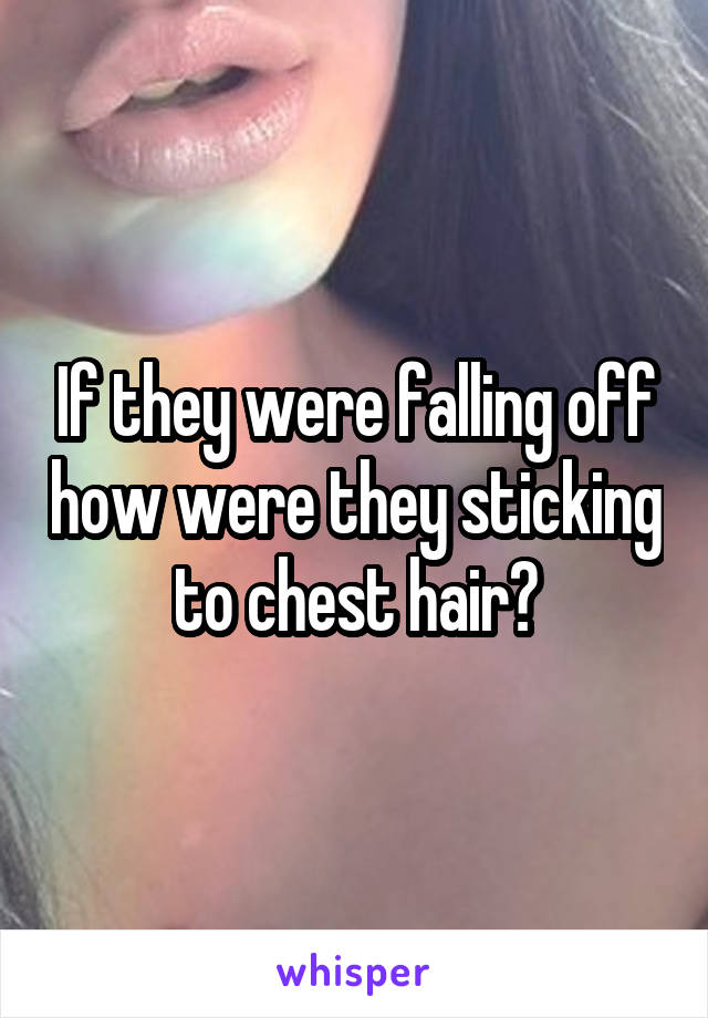 If they were falling off how were they sticking to chest hair?