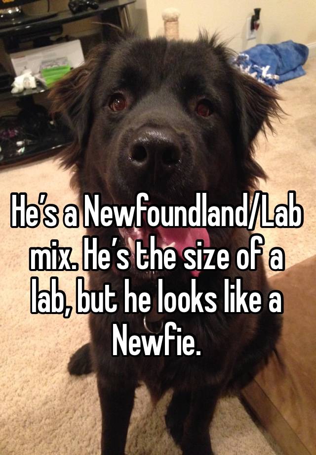 newfoundland lab mix size