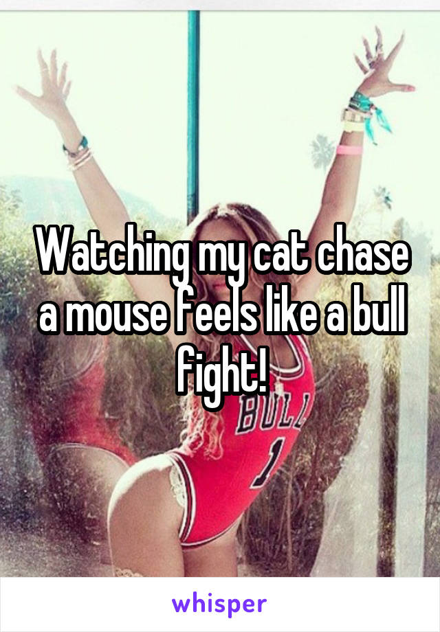 Watching my cat chase a mouse feels like a bull fight!