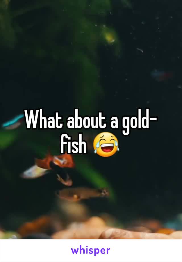What about a gold-fish 😂