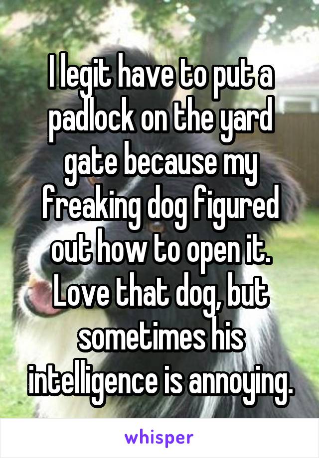 I legit have to put a padlock on the yard gate because my freaking dog figured out how to open it. Love that dog, but sometimes his intelligence is annoying.
