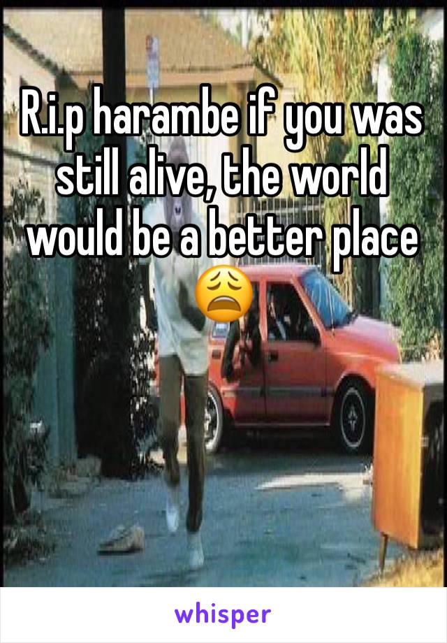 R.i.p harambe if you was still alive, the world would be a better place 😩