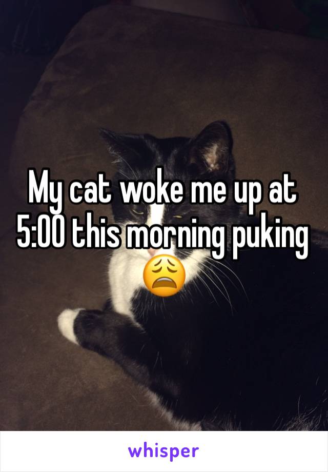My cat woke me up at 5:00 this morning puking 😩