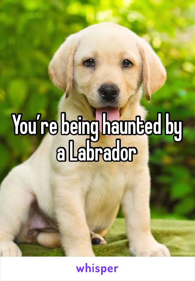 You’re being haunted by a Labrador 