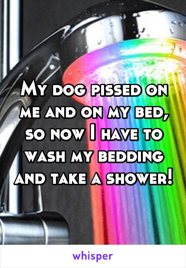 My dog pissed on me and on my bed, so now I have to wash my bedding and take a shower!