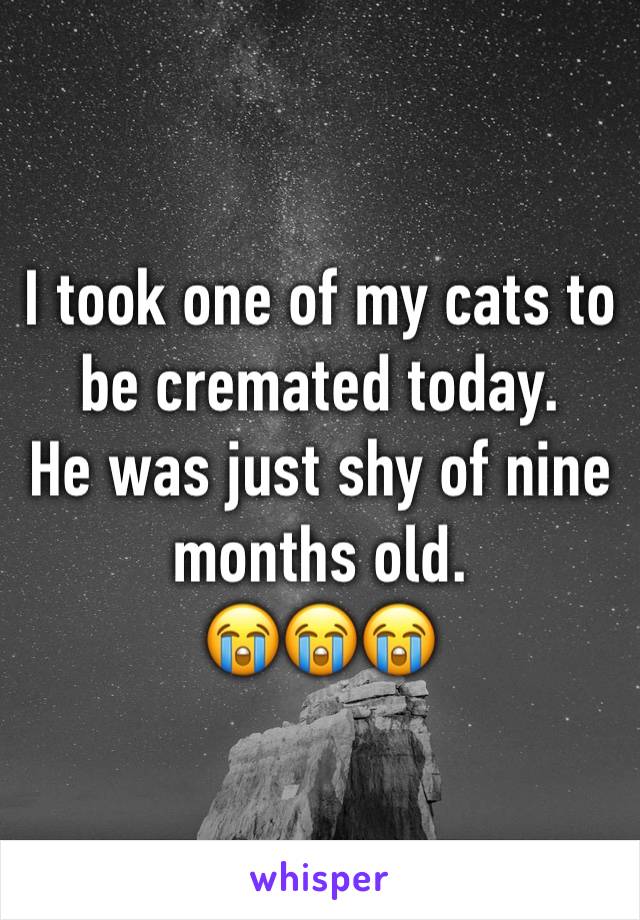 I took one of my cats to be cremated today. 
He was just shy of nine months old. 
😭😭😭