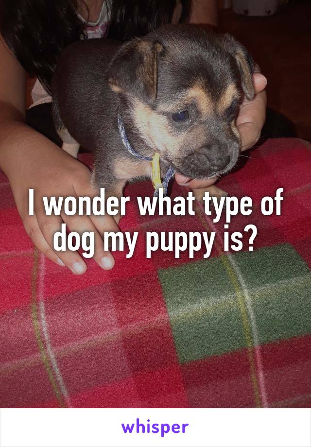 I wonder what type of dog my puppy is?