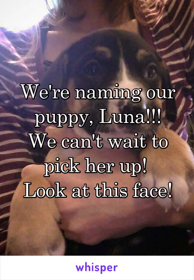 We're naming our puppy, Luna!!!
We can't wait to pick her up! 
Look at this face!