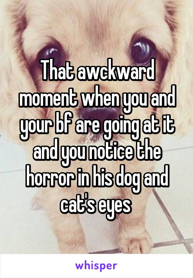 That awckward moment when you and your bf are going at it and you notice the horror in his dog and cat's eyes 